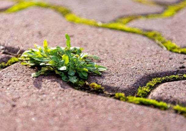 How to Get Rid Of Weeds in Paving - Your Quick Guide